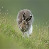 Mountain Hare (Lepus timidus) in summer coat, running, Scotland